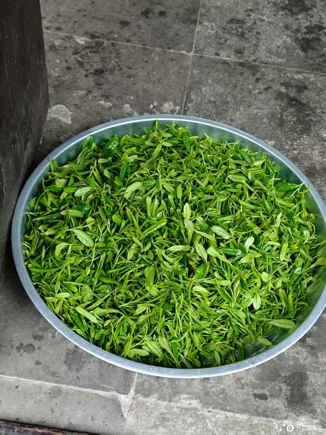 到洞庭山东山岛喝茶;洞庭碧螺春的进一步研究