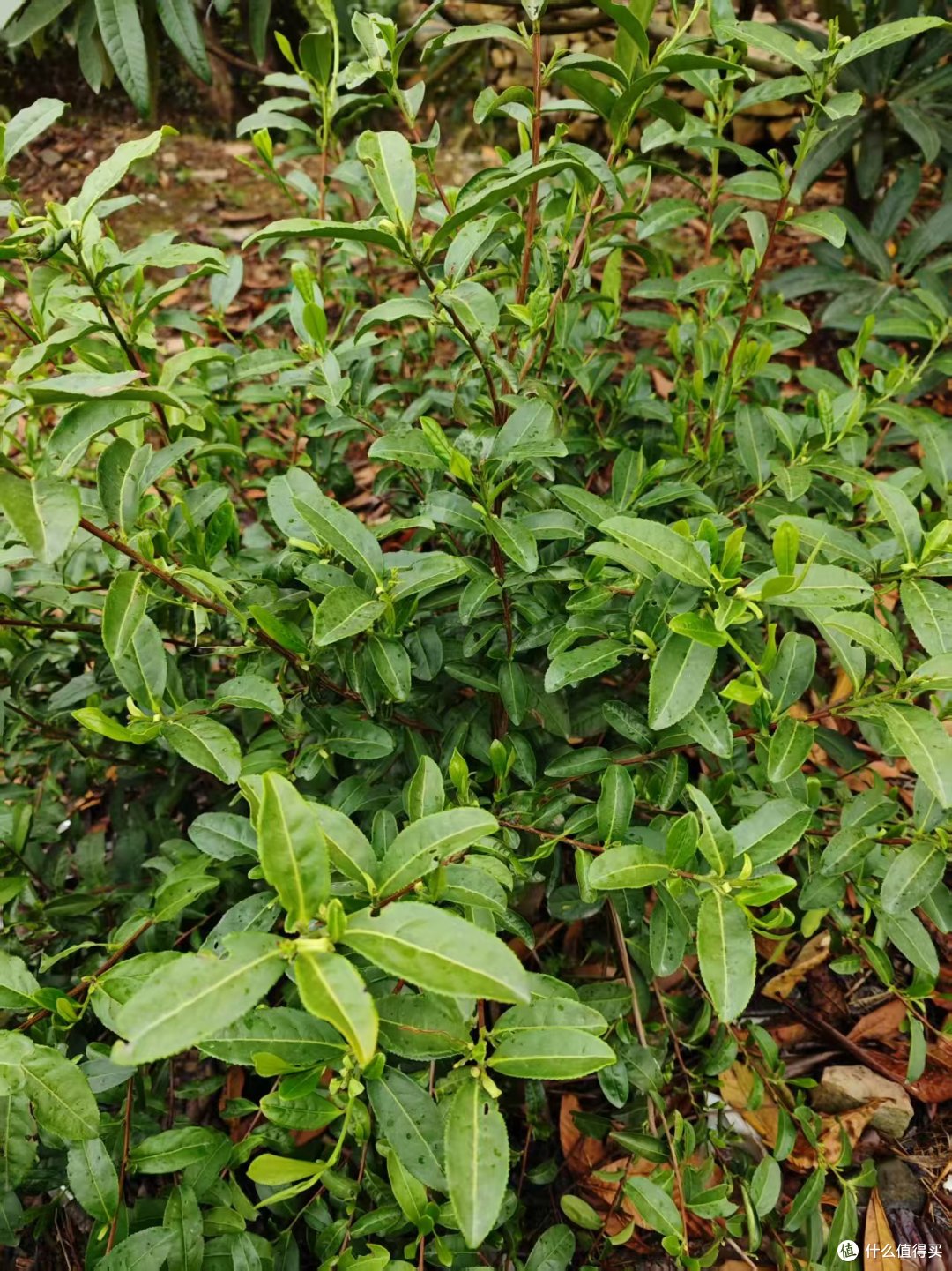 到洞庭山东山岛喝茶;洞庭碧螺春的进一步研究