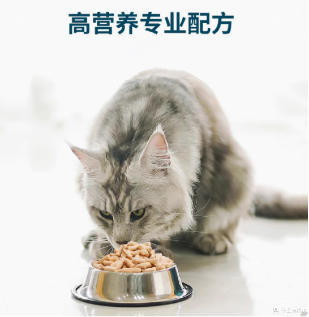 铲屎官必看!鲜朗冻干猫粮凭什么 “C 位出道”