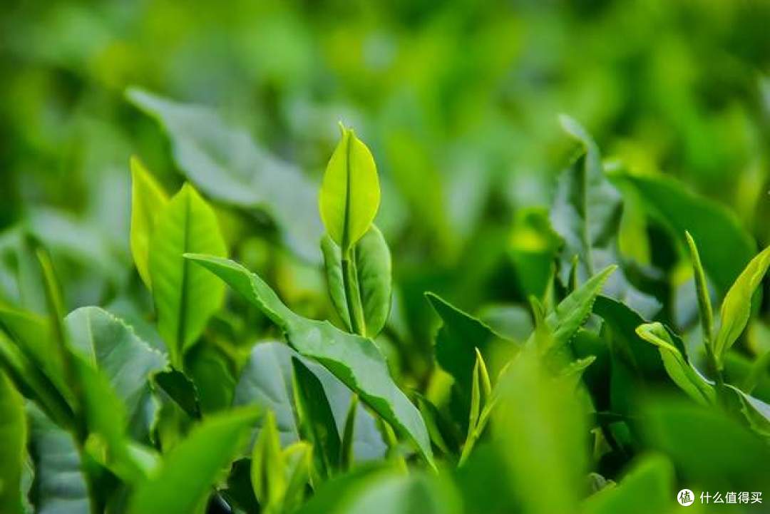 峨眉山茶 世界共享,5月9日-12日乐山携五个重点产茶县亮相茶博会