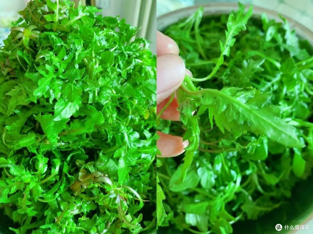 一碗荠菜豆腐羹,喝进整个春天