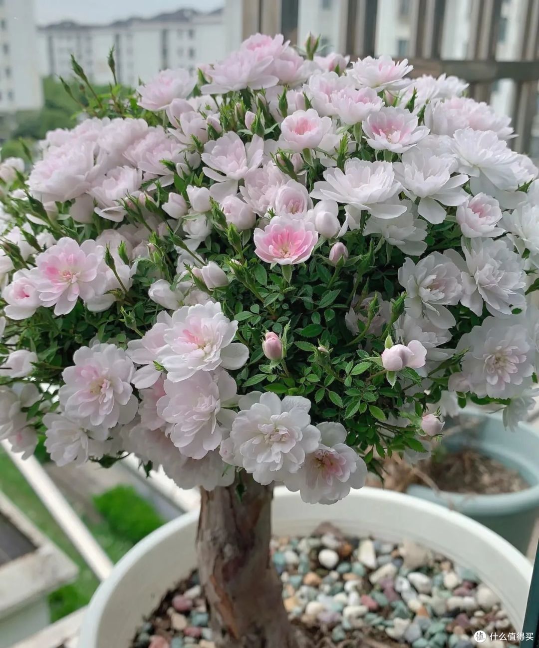 江苏一大叔,月季花养成“爆花王”,花开上万朵,真牛!