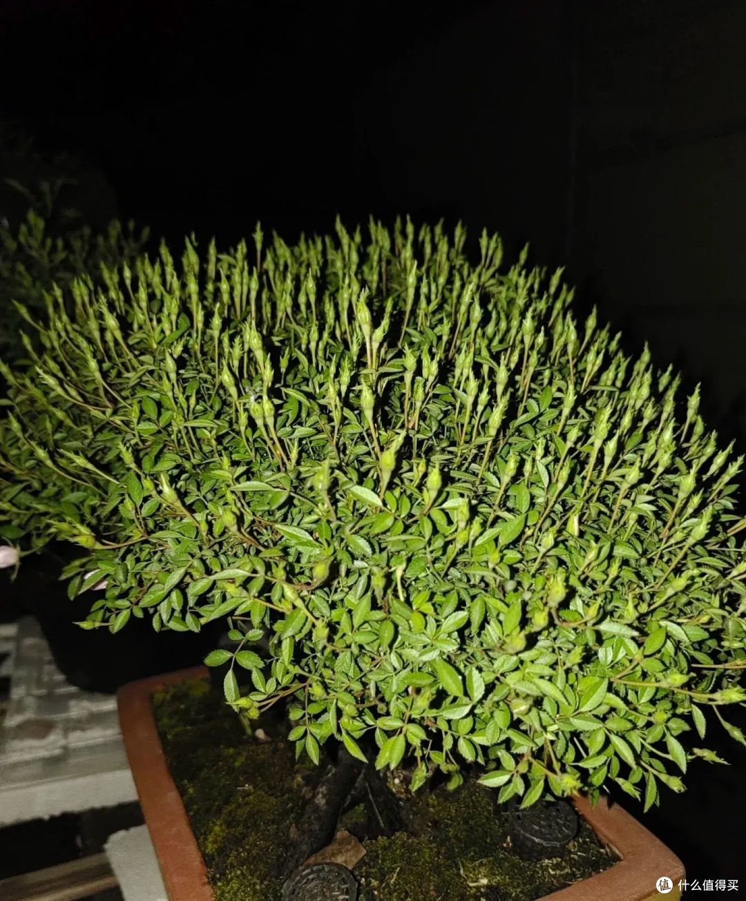 江苏一大叔,月季花养成“爆花王”,花开上万朵,真牛!