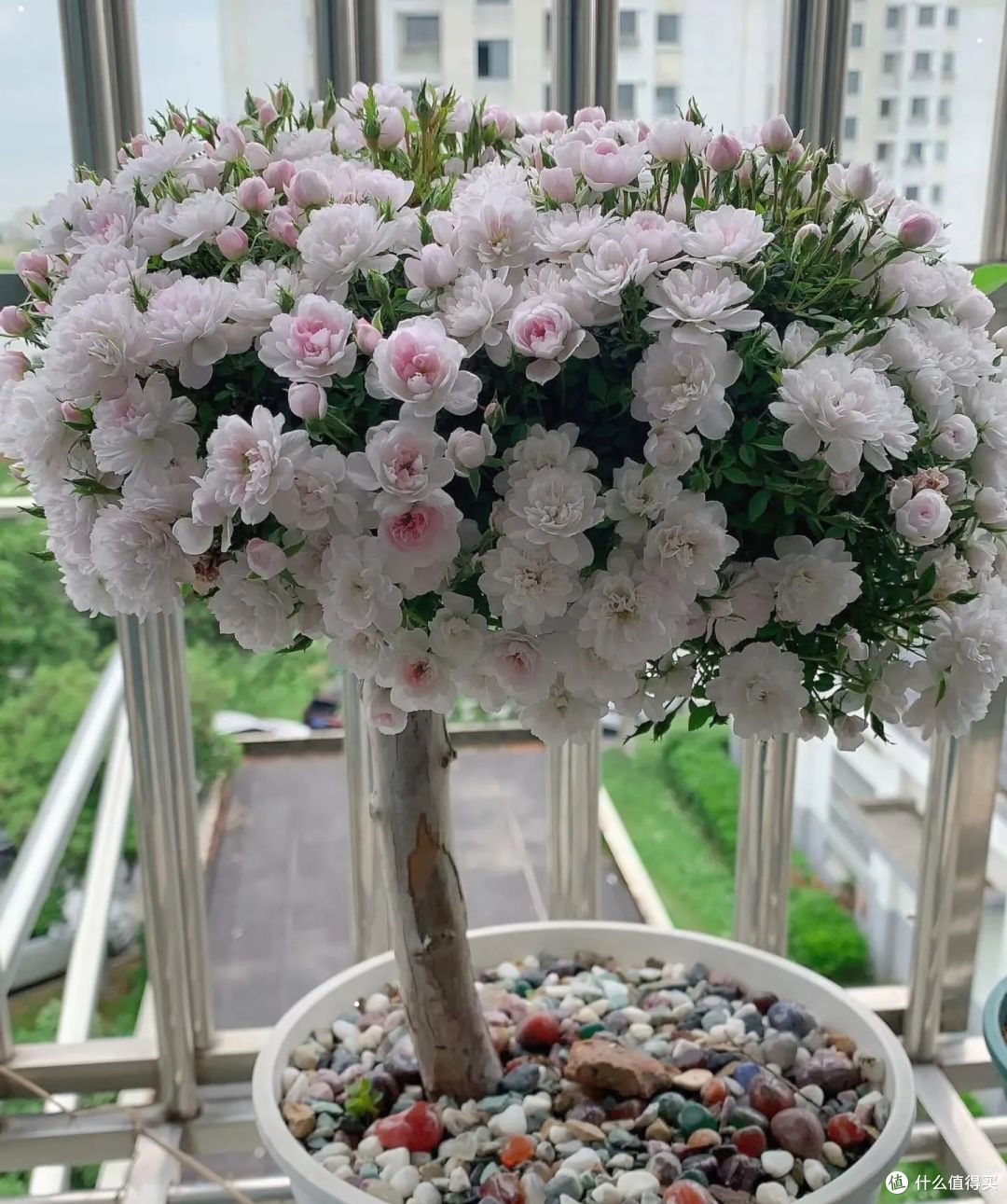 江苏一大叔,月季花养成“爆花王”,花开上万朵,真牛!