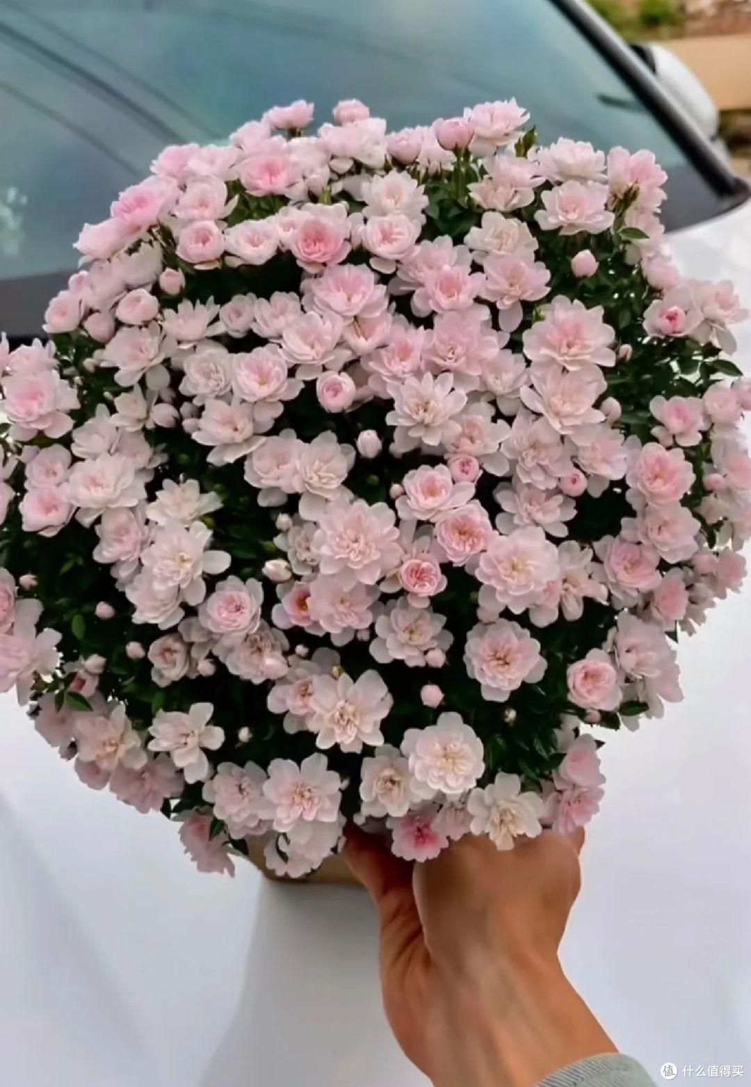 江苏一大叔,月季花养成“爆花王”,花开上万朵,真牛!