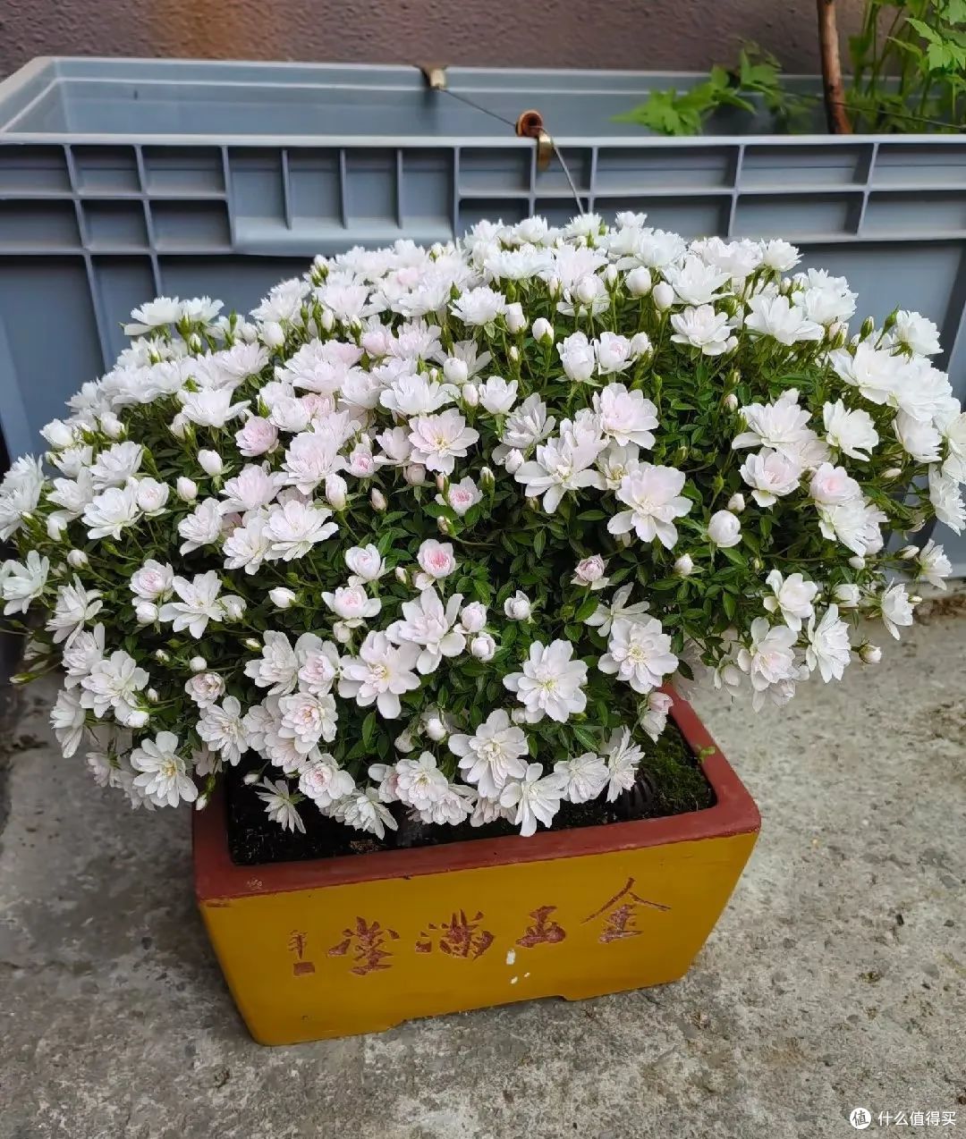 江苏一大叔,月季花养成“爆花王”,花开上万朵,真牛!