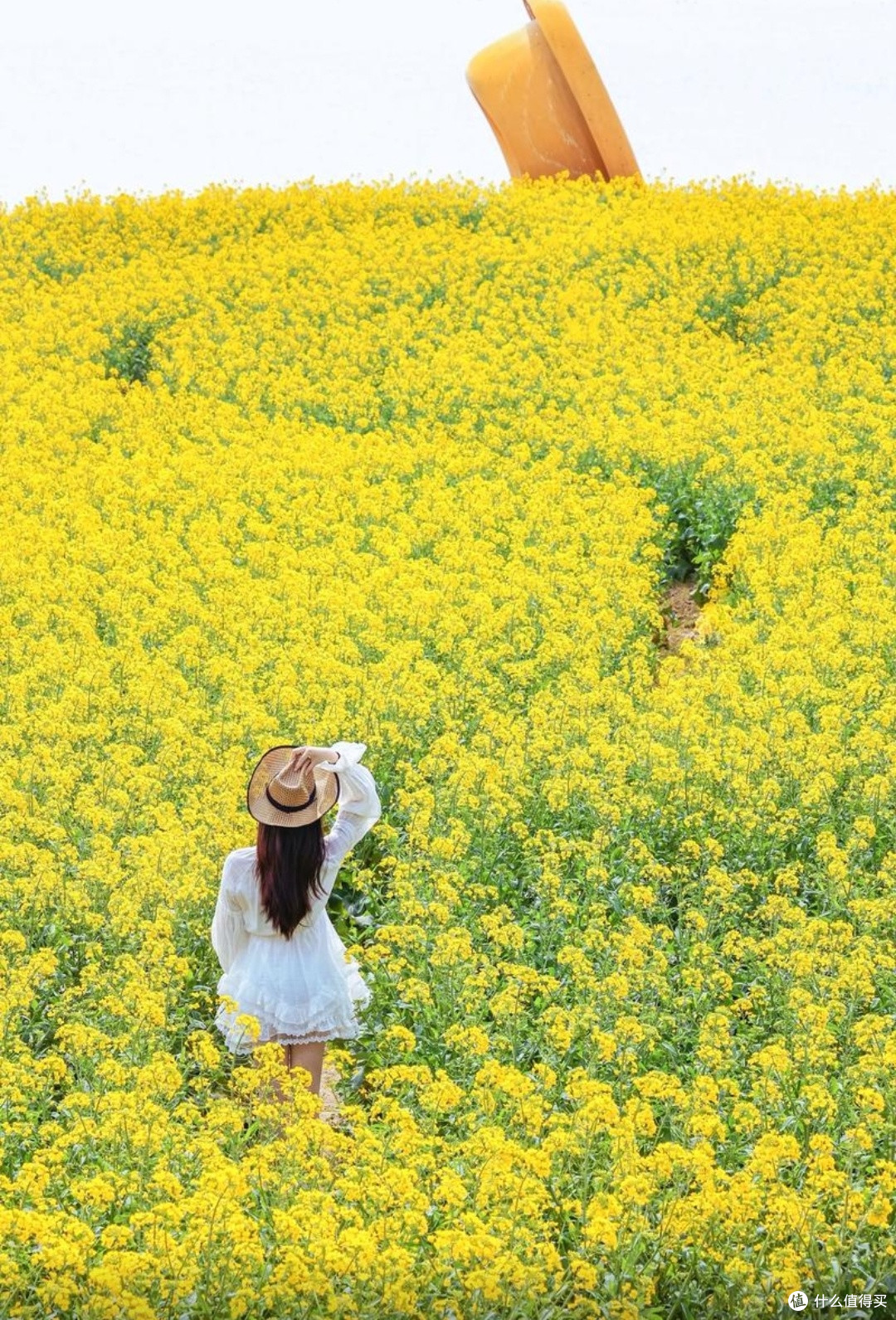 春日花海之旅：探寻樱花、油菜花、杜鹃花的绝美赏花地🌸