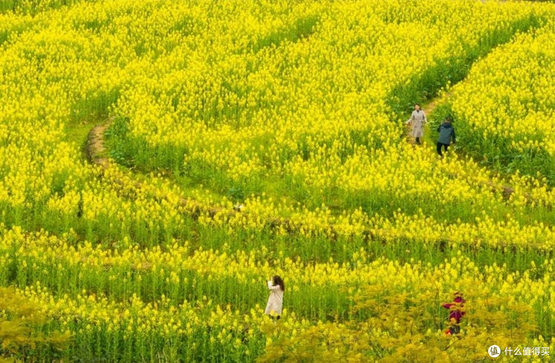 春日花海之旅：探寻樱花、油菜花、杜鹃花的绝美赏花地🌸