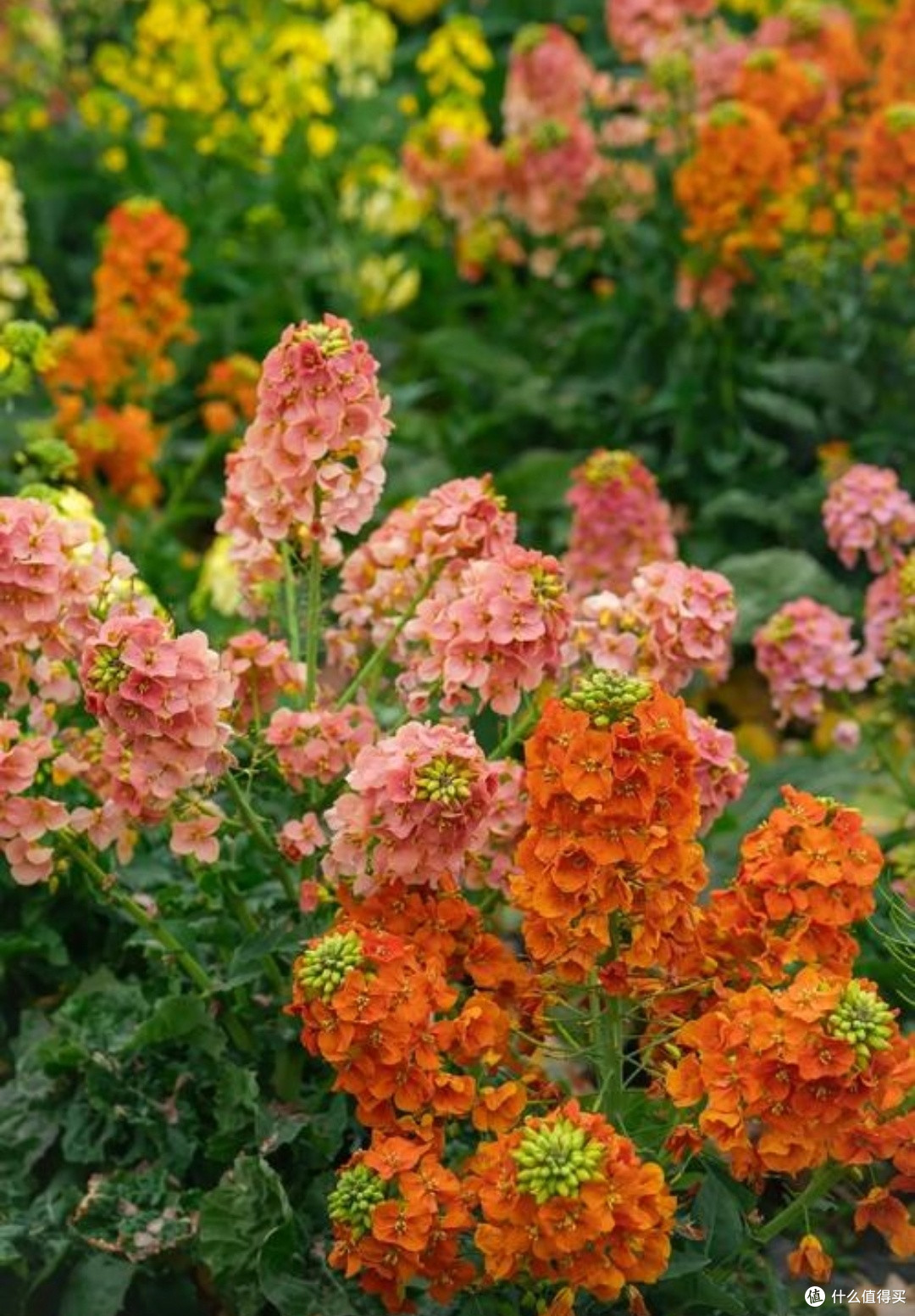 春日花海之旅：探寻樱花、油菜花、杜鹃花的绝美赏花地🌸
