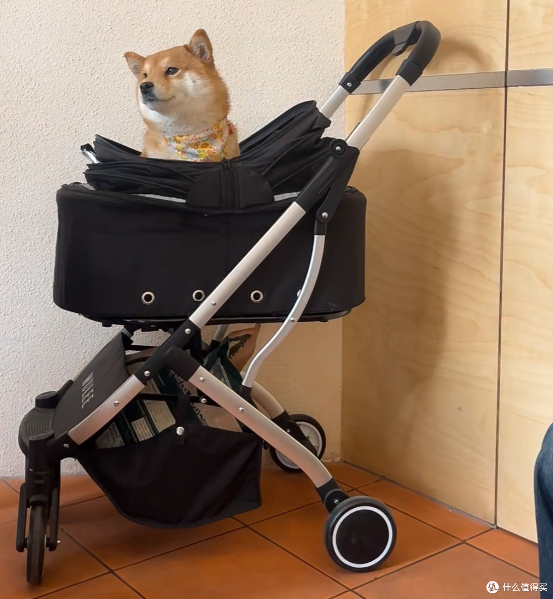 9.9元预算下的咖啡文化探索——成都网红柴犬咖啡店