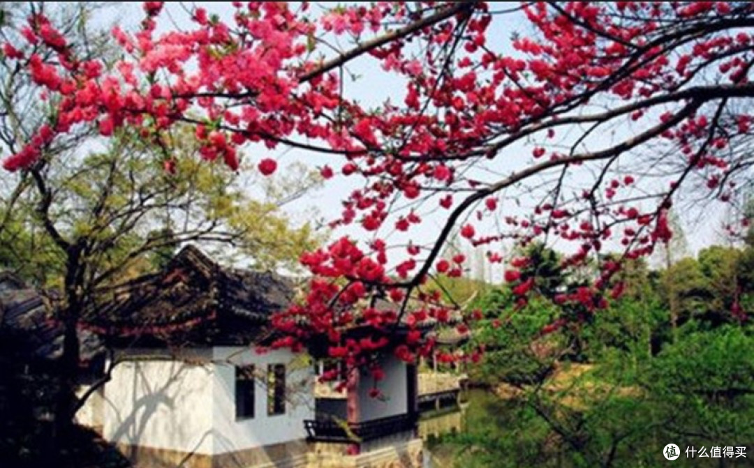 五一赏花好去处，无锡欢迎您