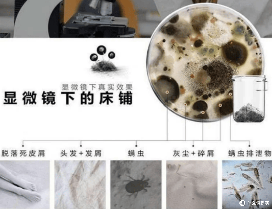 2025家用除螨仪怎么选？五大实力除螨仪品牌排名整理