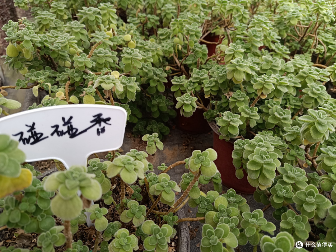 带大家看看我们村里的苗圃之:碰碰香苗圃