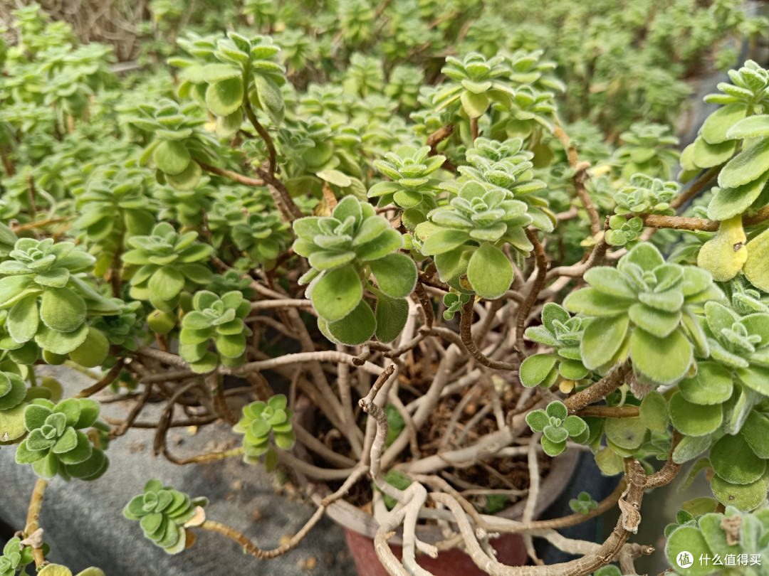 带大家看看我们村里的苗圃之:碰碰香苗圃
