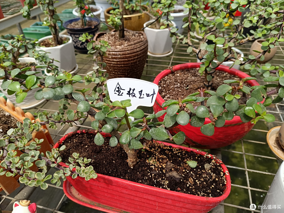 带大家看看我们村里的苗圃之:金枝玉叶苗圃
