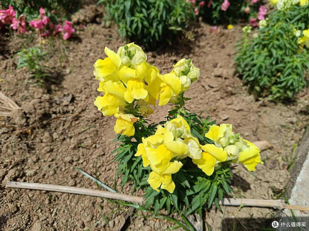带大家看看我们村里的苗圃之:金鱼草苗圃