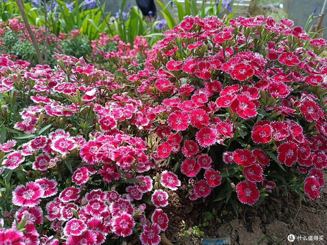 带大家看看我们村里的苗圃之:石竹苗圃