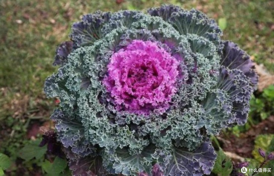 比苦瓜管用十倍!营养师亲测这10种食物,降血糖更温和更持久