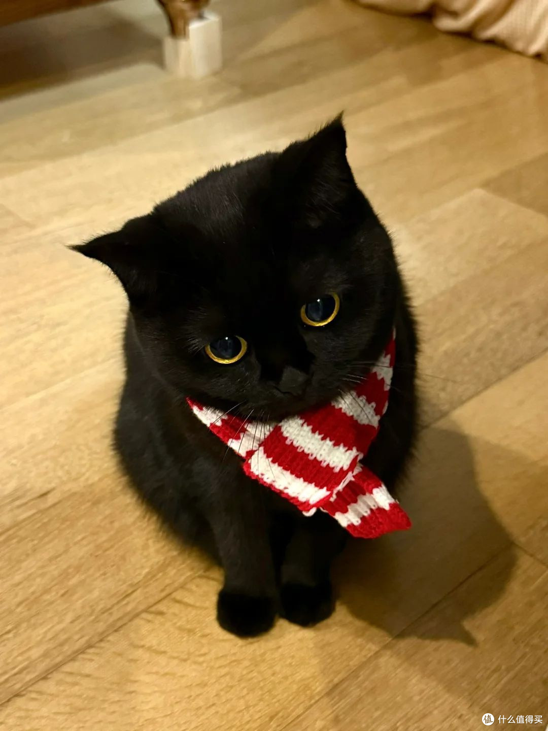 什么牌子主食罐头好?养猫人必入的高性价比主食猫罐头测评