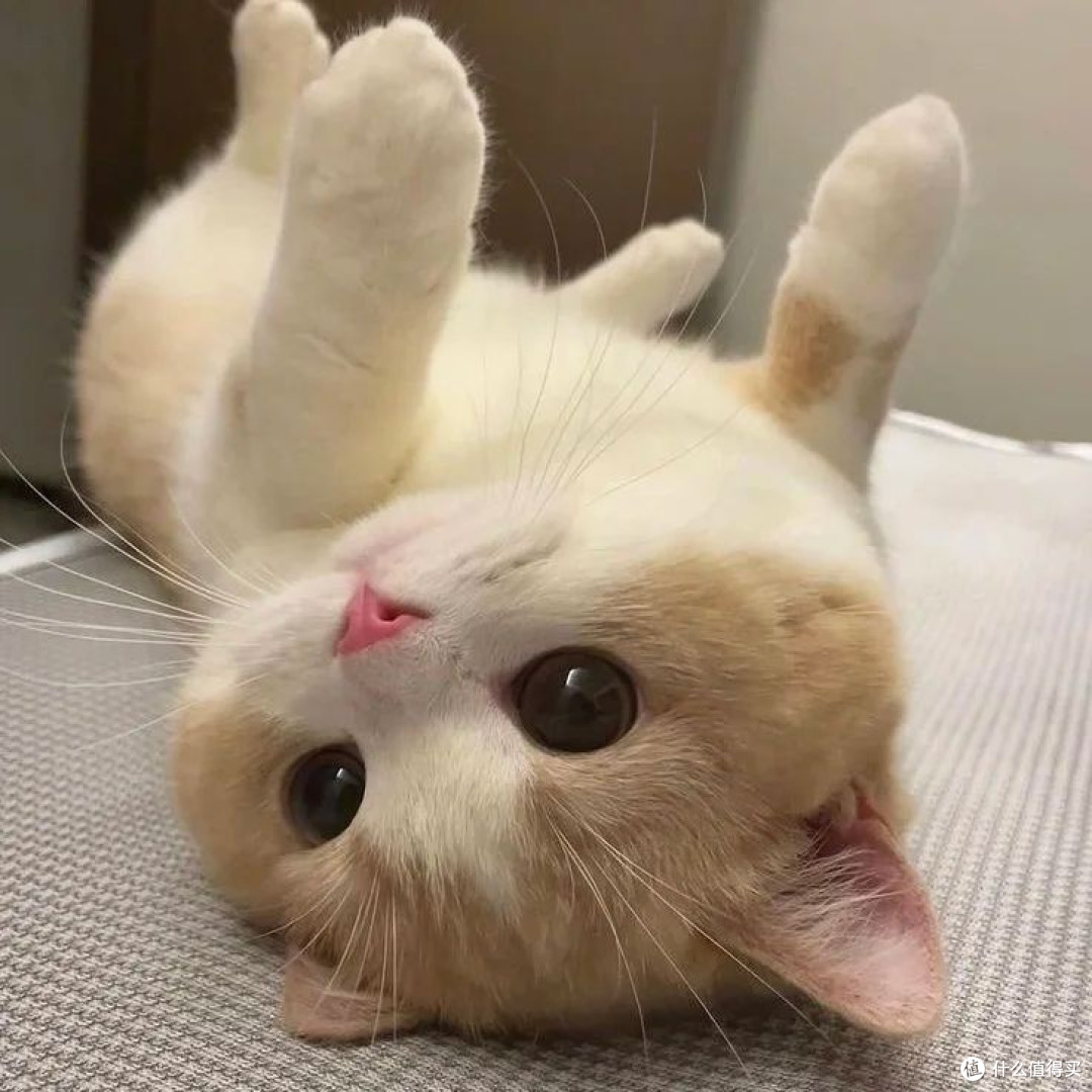 什么牌子主食罐头好?养猫人必入的高性价比主食猫罐头测评