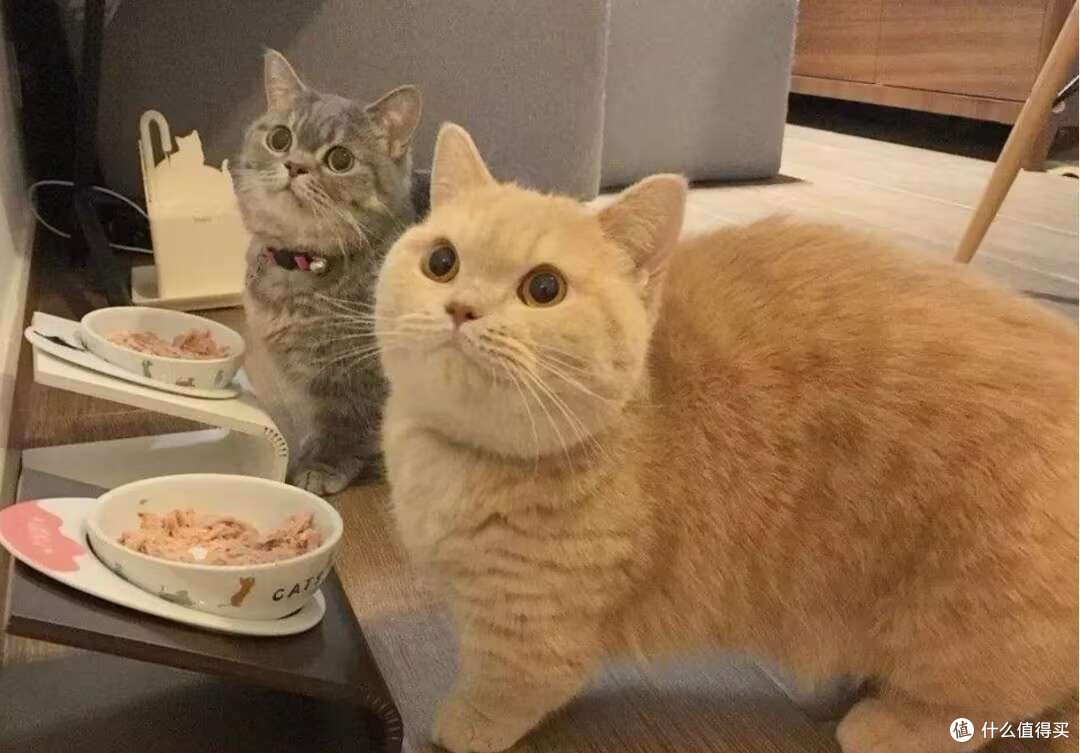 2025猫主食罐头品牌排行榜希喂、喵招、喵铮铮三款猫罐头深度测评