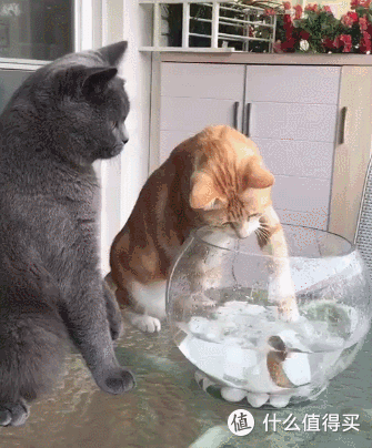 2025猫主食罐头品牌排行榜希喂、喵招、喵铮铮三款猫罐头深度测评