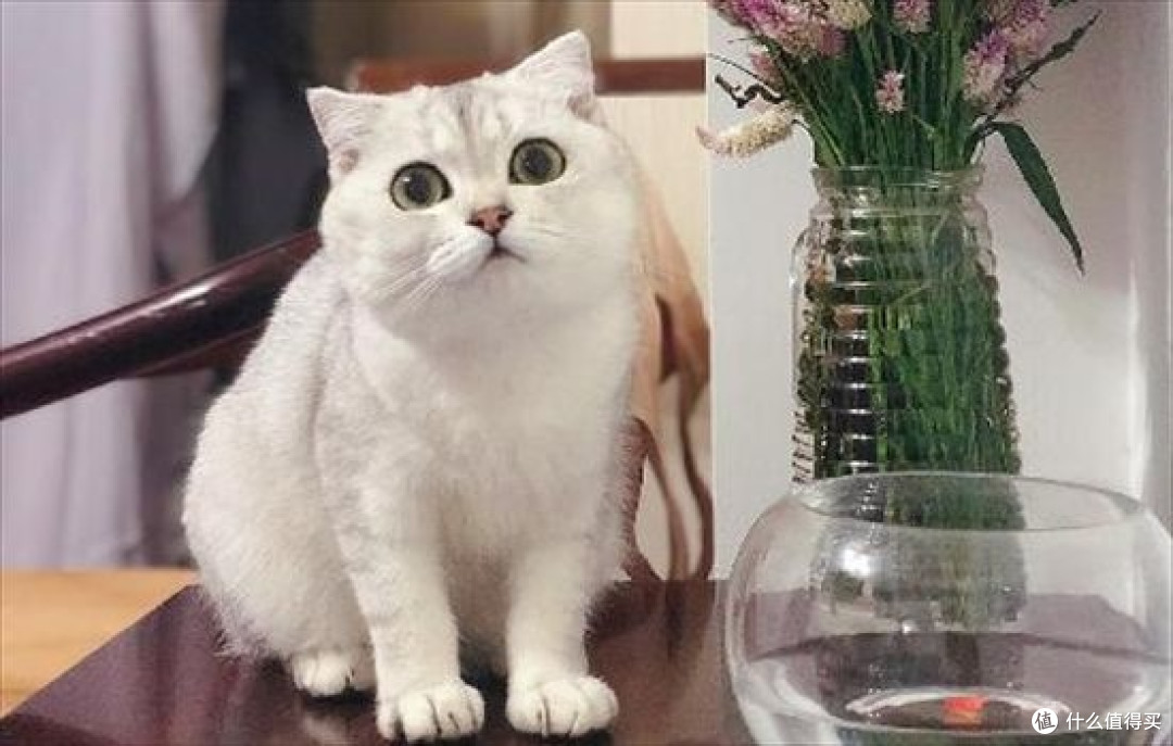 2025猫罐头最建议买的三个品牌:希喂憨仕、好主人猫罐头自费测评