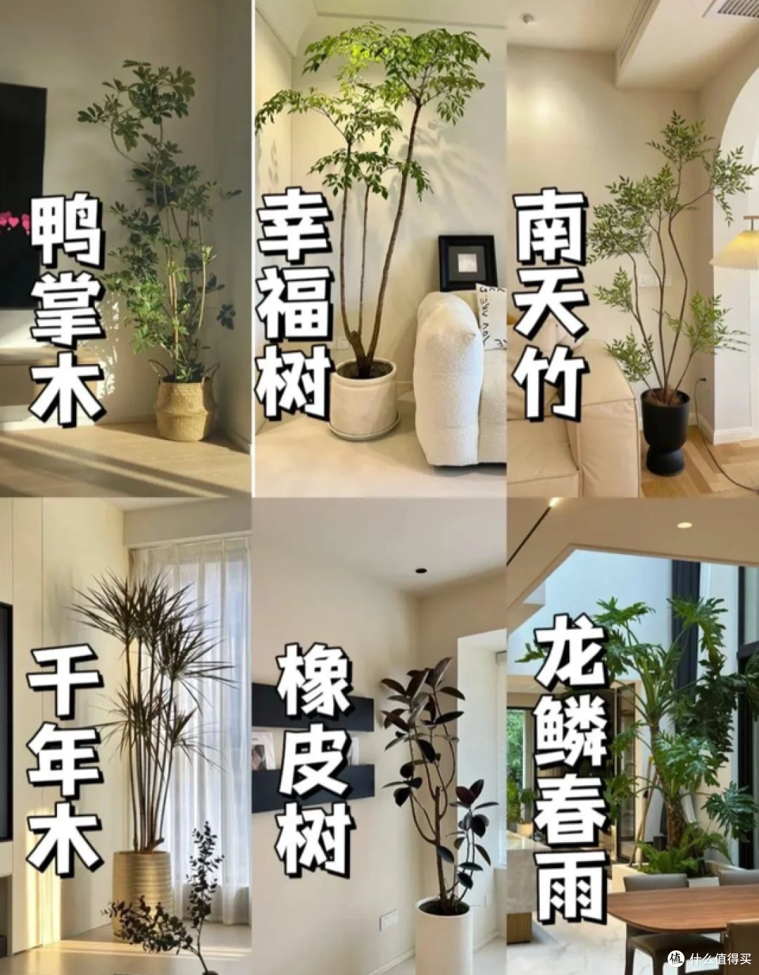 花友公认的6种“镇宅树”,寓意好还好看,真的是“人见人夸”