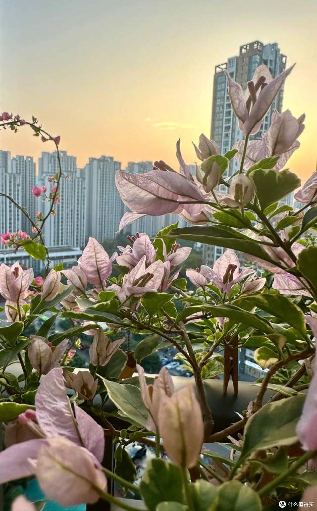 辽宁一姐姐,因“阳台三角梅”而走红,养护3步法,原来这么简单