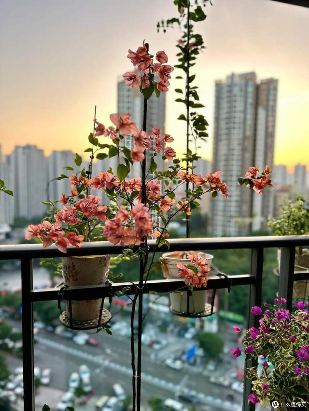 辽宁一姐姐,因“阳台三角梅”而走红,养护3步法,原来这么简单