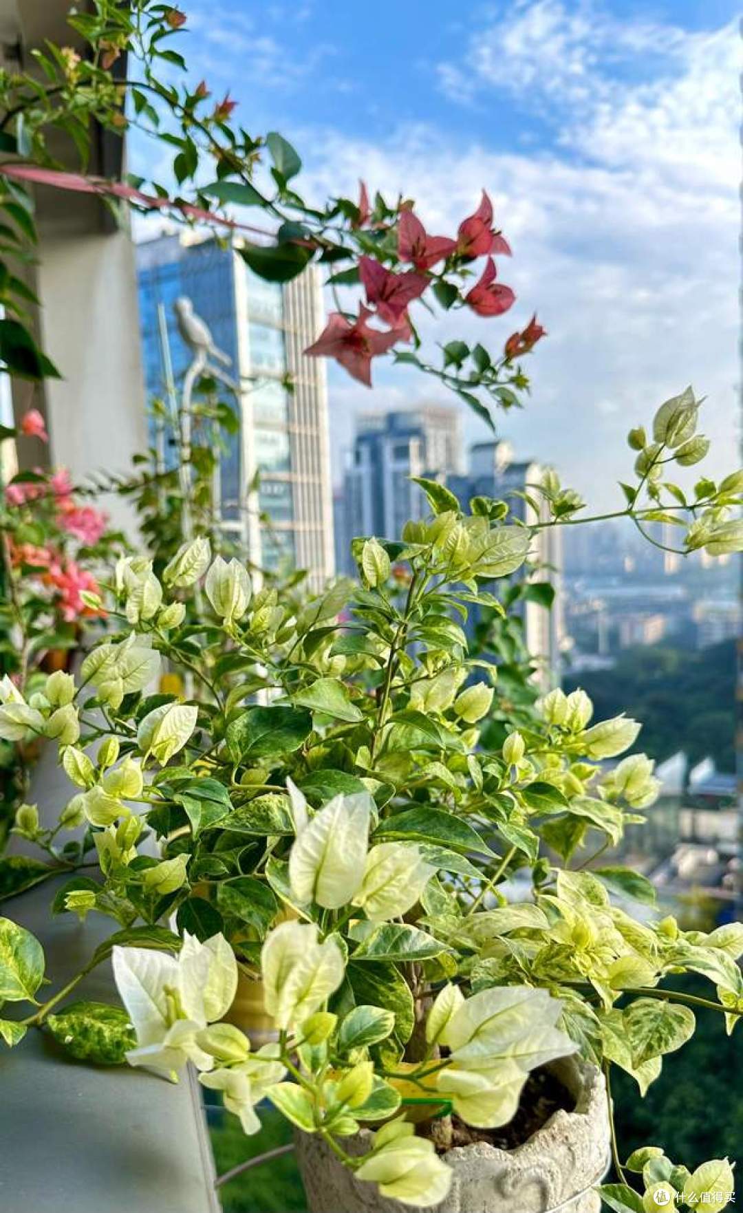 辽宁一姐姐,因“阳台三角梅”而走红,养护3步法,原来这么简单