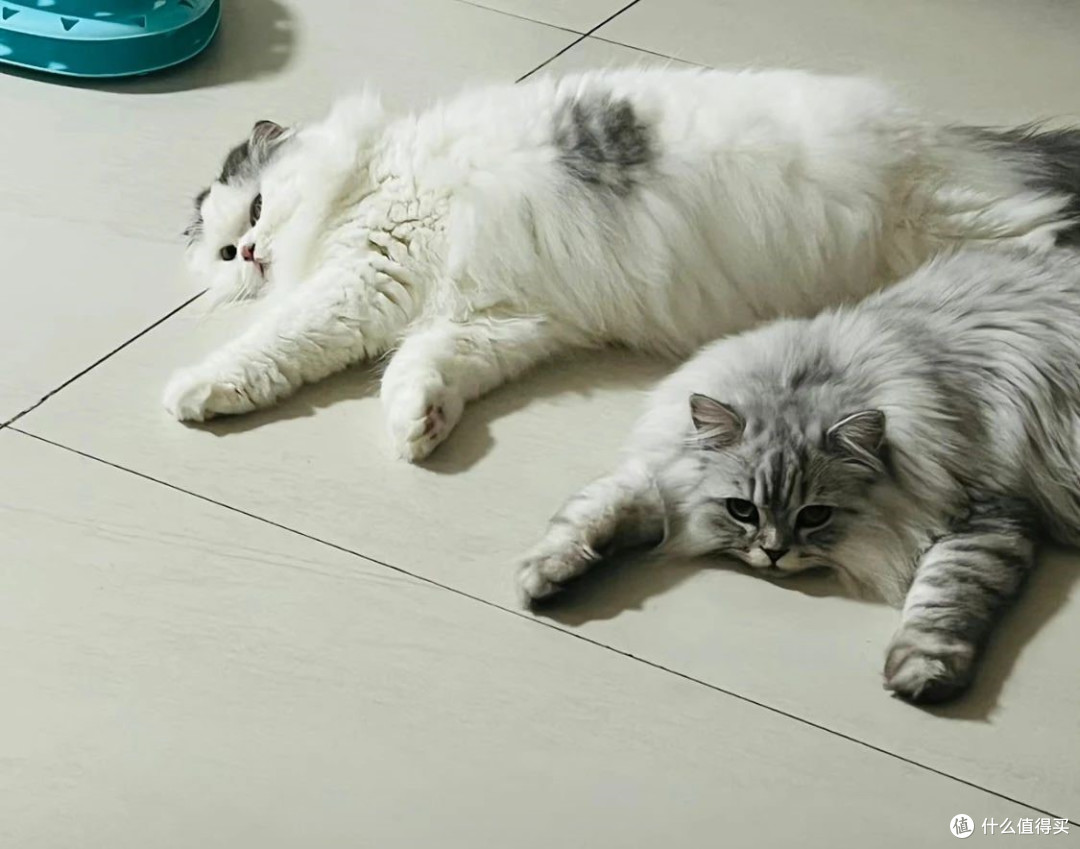 猫罐头怎么选？这三款值得入手！