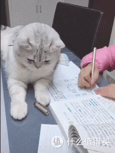 适口性好的猫咪主食罐头有哪些?希喂、江小傲、尾巴叔叔罐头测评