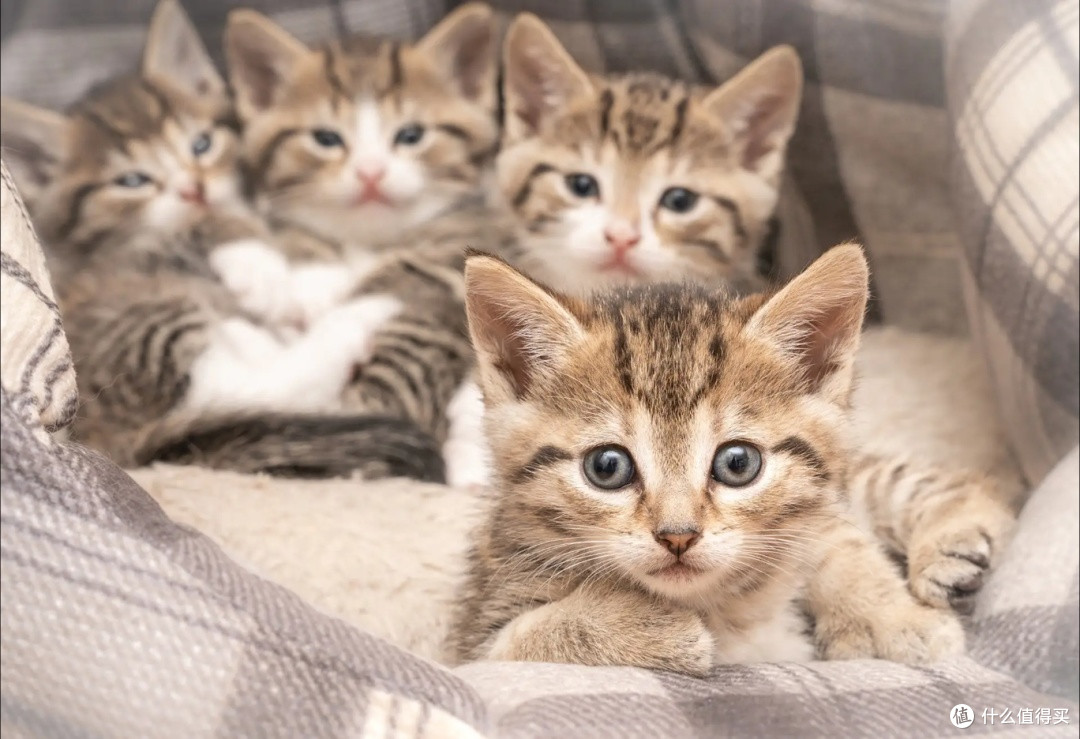 适口性好的猫咪主食罐头有哪些?希喂、江小傲、尾巴叔叔罐头测评