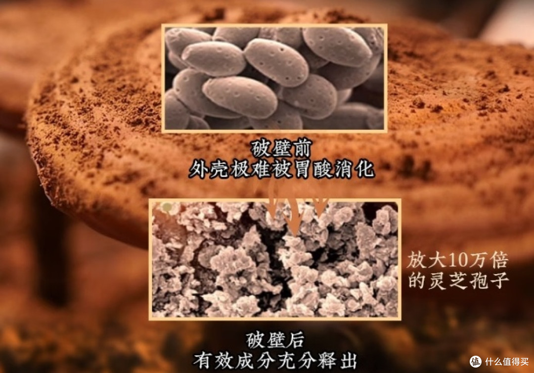 2025年最新灵芝孢子粉品牌榜单：哪些产品值得关注？
