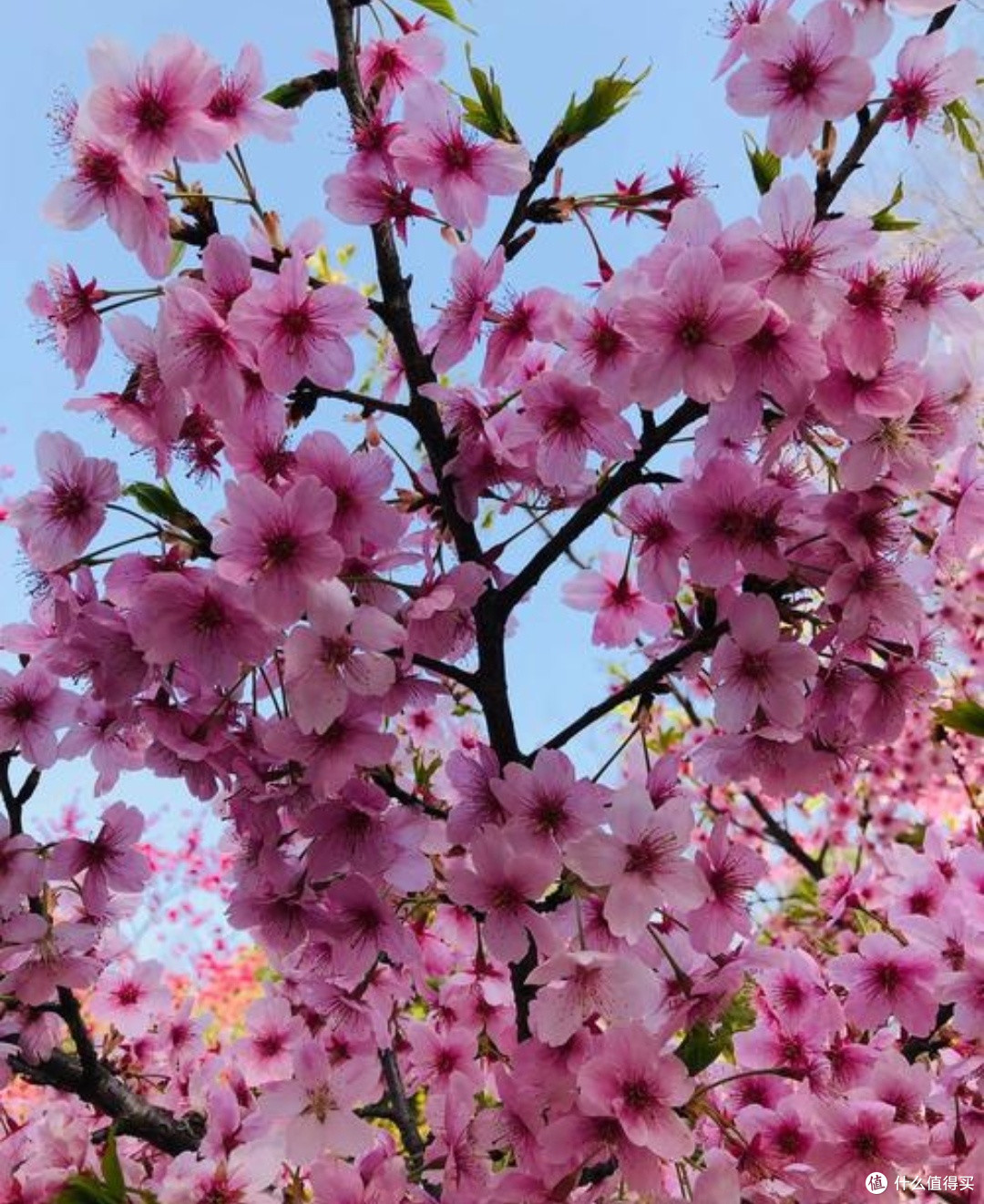 五一旅行打卡推荐：上海顾村公园，樱花烂漫正当时！🌸