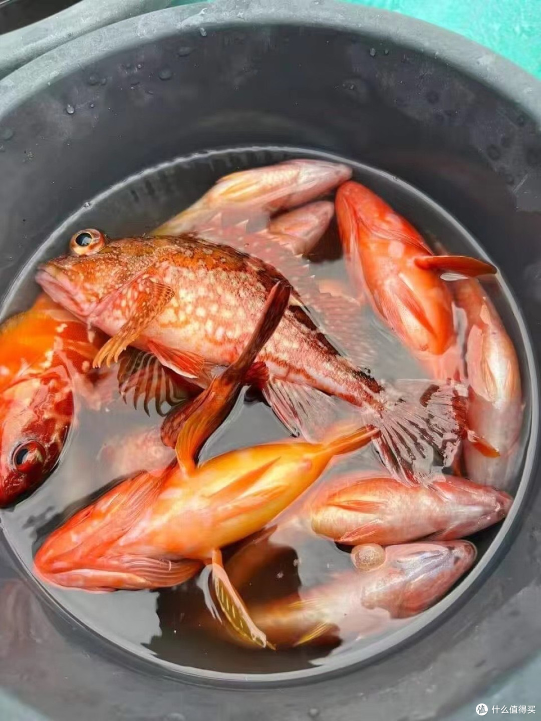 钓趣无穷：我的水域探索与钓鱼技巧之旅