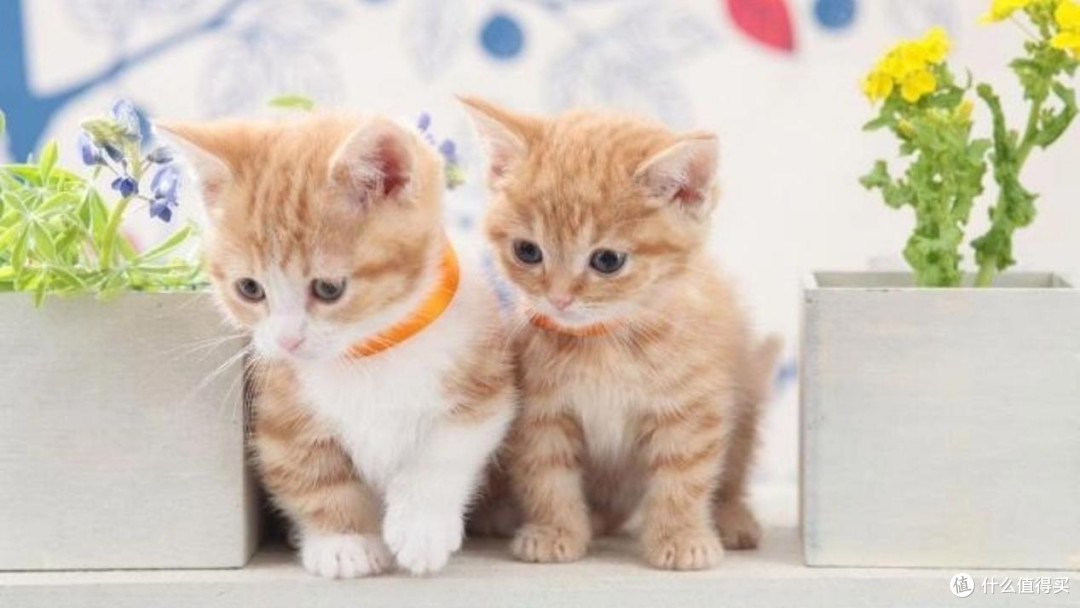 主食猫罐头哪种猫咪爱吃?高适口性主食猫罐头测评结果推荐