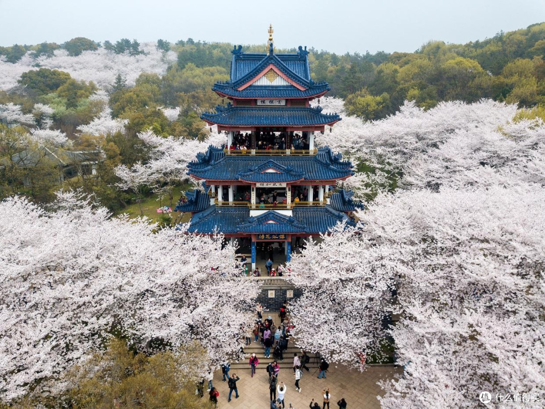 春日寻芳:樱花、郁金香、油菜花海打卡指南