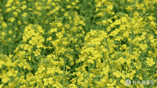 春日寻芳:樱花、郁金香、油菜花海打卡指南