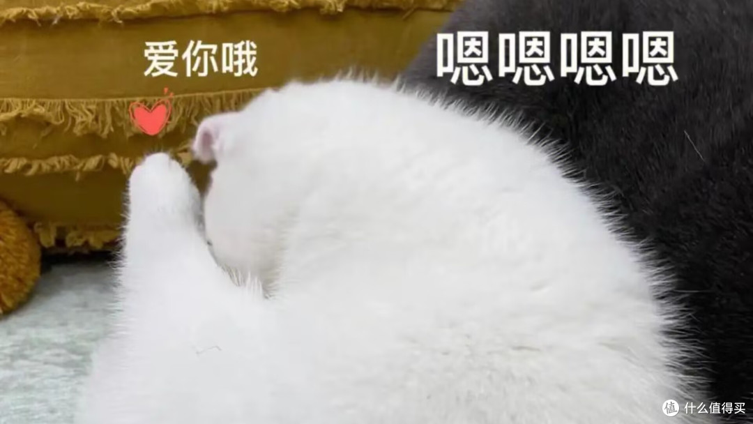 主食猫罐头哪种猫咪爱吃?附主食猫罐头推荐品牌排行榜