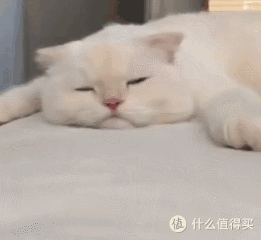 主食猫罐头推荐哪种好?主食猫罐头哪个好答案在这里