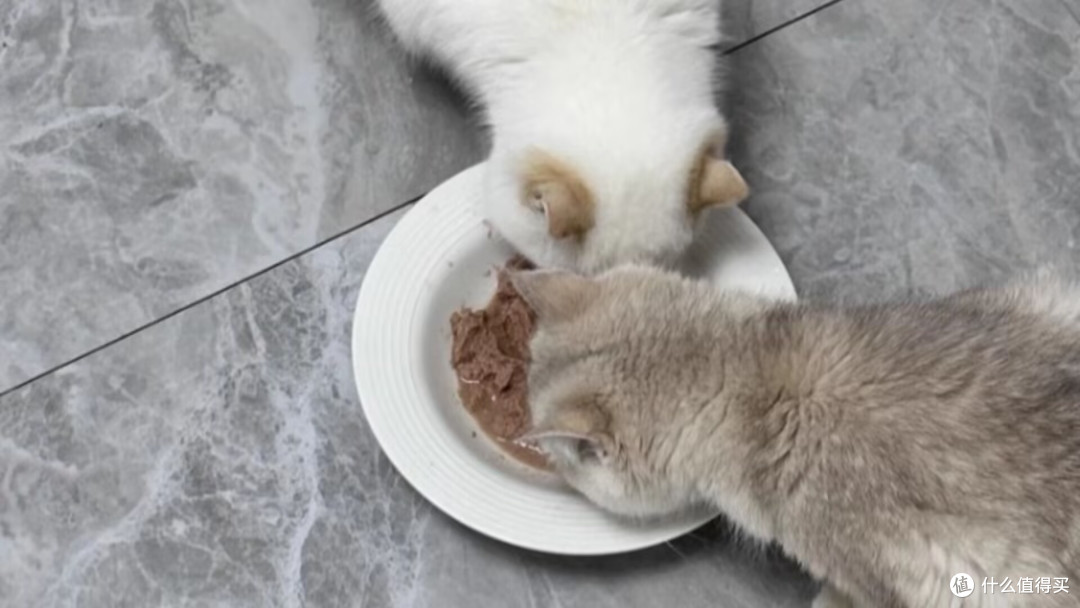 主食猫罐头推荐哪种好?主食猫罐头哪个好答案在这里
