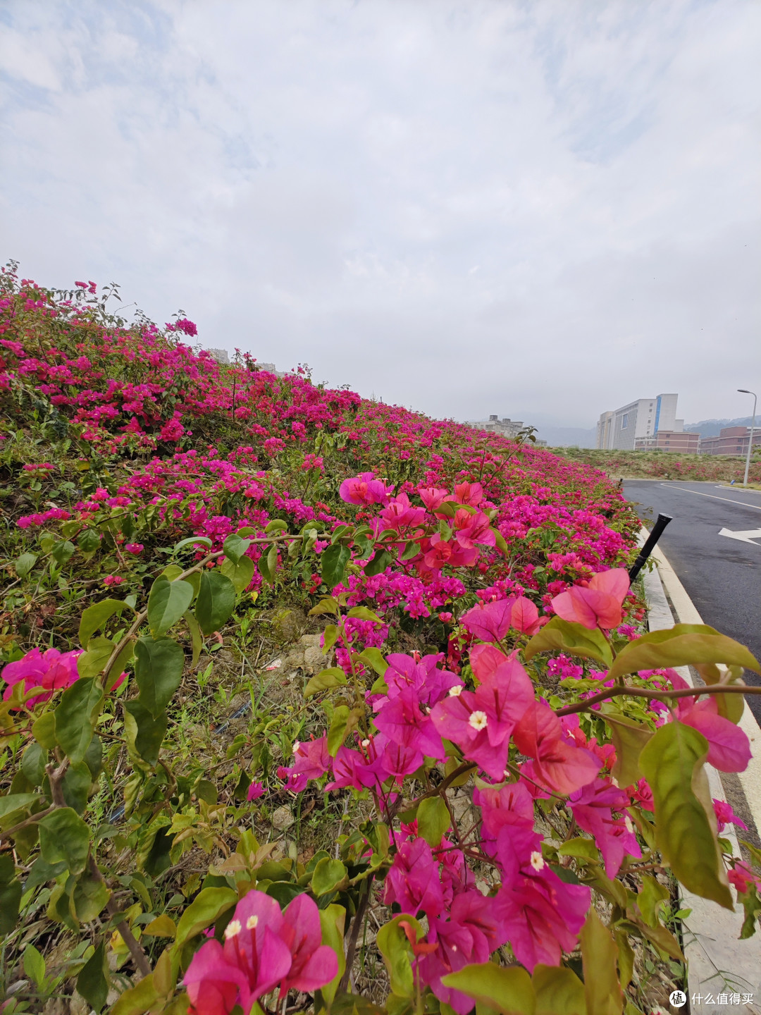 校园围墙边遍种杜鹃花