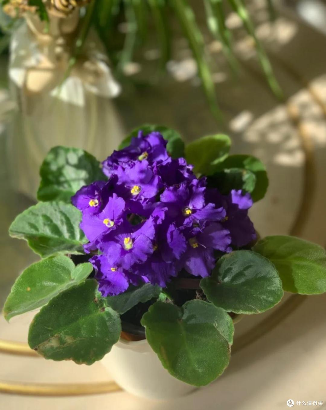原来这10种花都是“喜阴花”,不能晒太阳,一晒就枯萎!