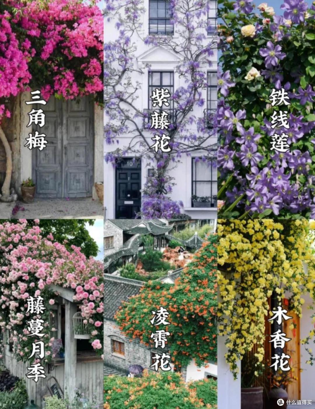 原来这10种花都是“喜阴花”,不能晒太阳,一晒就枯萎!
