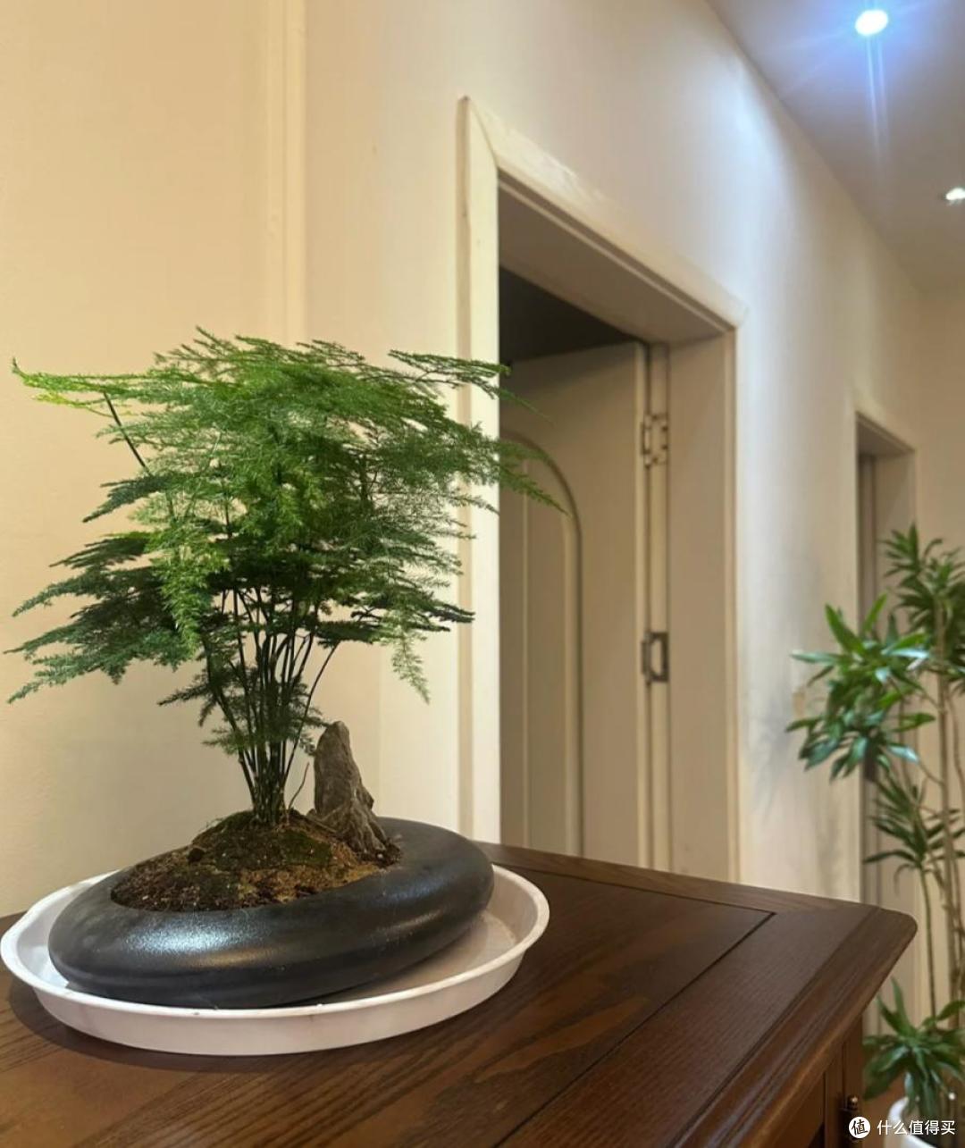 原来这10种花都是“喜阴花”,不能晒太阳,一晒就枯萎!