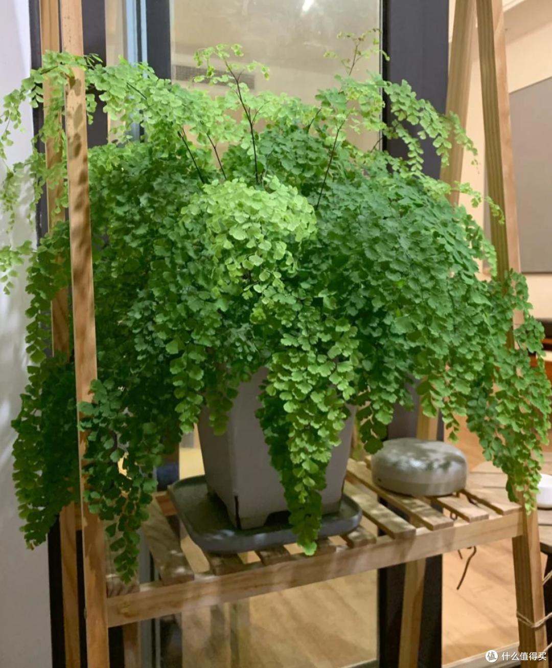 原来这10种花都是“喜阴花”,不能晒太阳,一晒就枯萎!