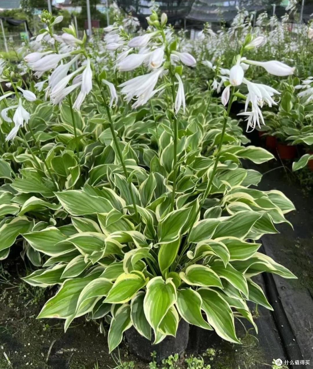 原来这10种花都是“喜阴花”,不能晒太阳,一晒就枯萎!