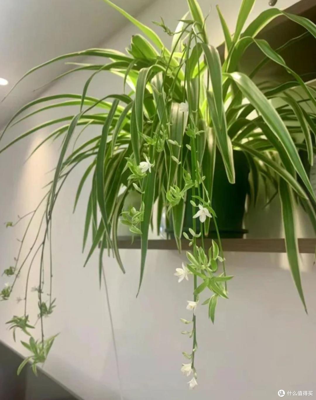 原来这10种花都是“喜阴花”,不能晒太阳,一晒就枯萎!